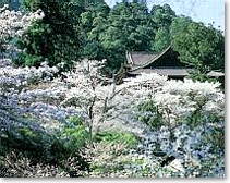 桜の長谷寺